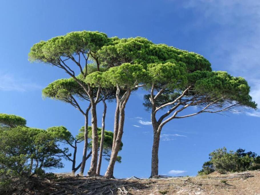 Le Petit Cote Ouest - Appt Dans Les Pins Pres De La Plage Ле-Сабль-д'Олонн Екстер'єр фото